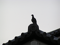 屋根の上の鳩