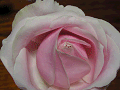 淡いピンクの薔薇