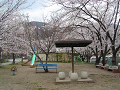 児童公園の桜