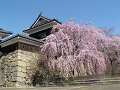 上田城北櫓前枝垂れ桜、五分咲き