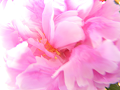 芍薬の花（露出オーバー、ハイキー、ふんわり、若干ピンぼけ）
