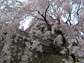 しだれ桜の枝間からの上田城北櫓