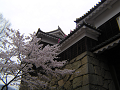 南櫓と桜（ソメイヨシノ）