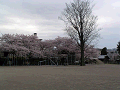 シンボルツリーと桜